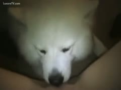 White doggy is a pussy licker